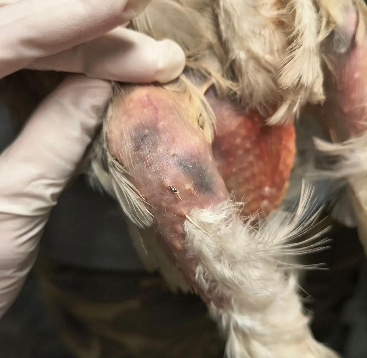 Las fotos del maltrato a la gallina