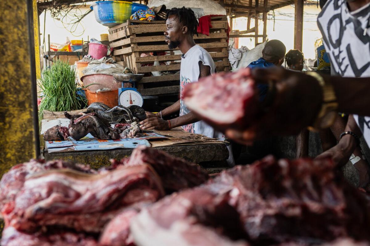 Mientras el ébola azota Congo, expertos advierten de vínculo con el consumo de animales silvestres