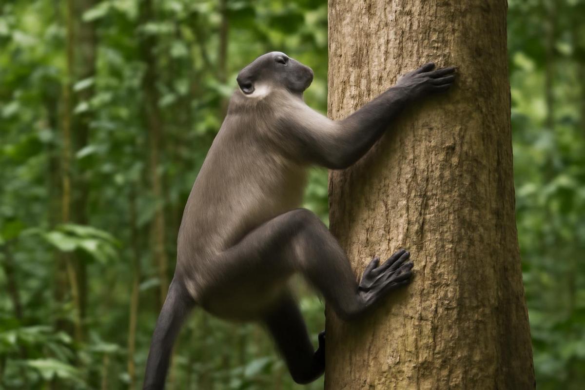 Monos en África desafían teorías sobre la evolución humana y su capacidad para escalar árboles