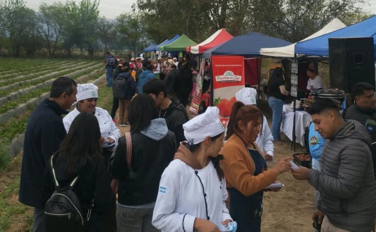 Salta inicia la cosecha de frutillas 2026