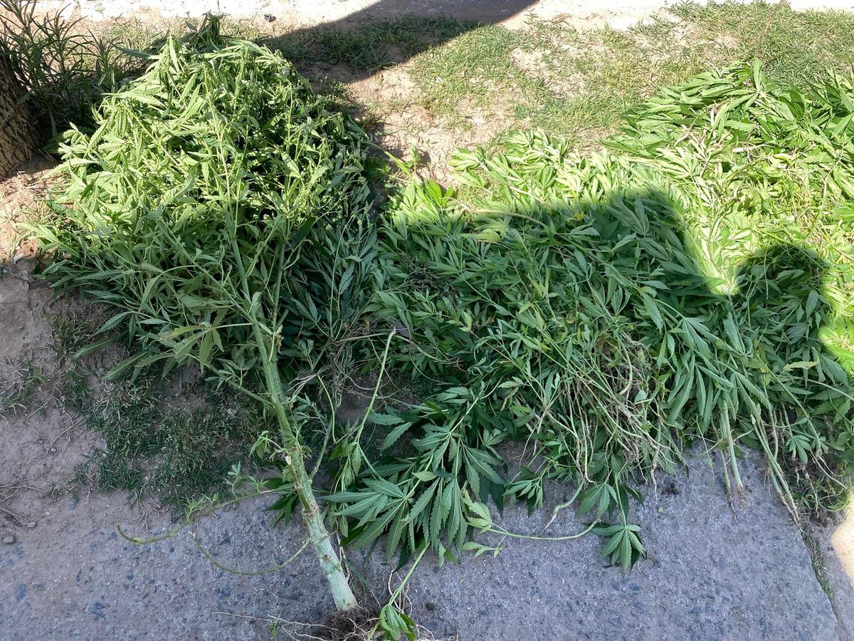 Secuestraron más de 500 plantines de marihuana en Córdoba. 