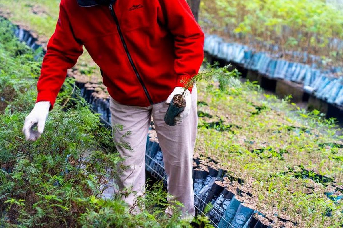 Baum, la fábrica de árboles vuelve a reforestar en Córdoba y otras provincias