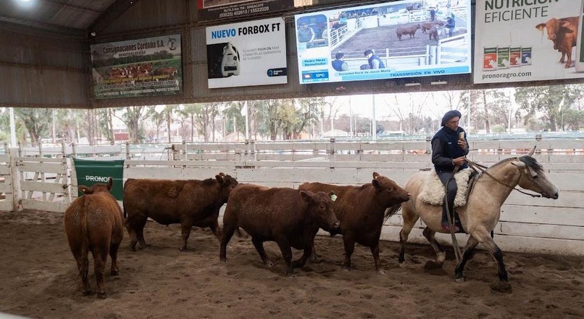 Block Test de Novillos en Jesús María