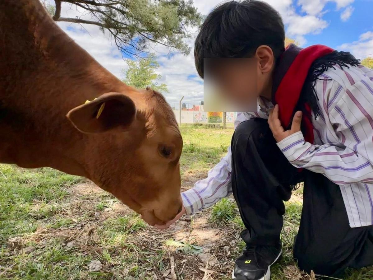 Crueldad en Hernando: robaron y faenaron al ternero mascota de una escuela.