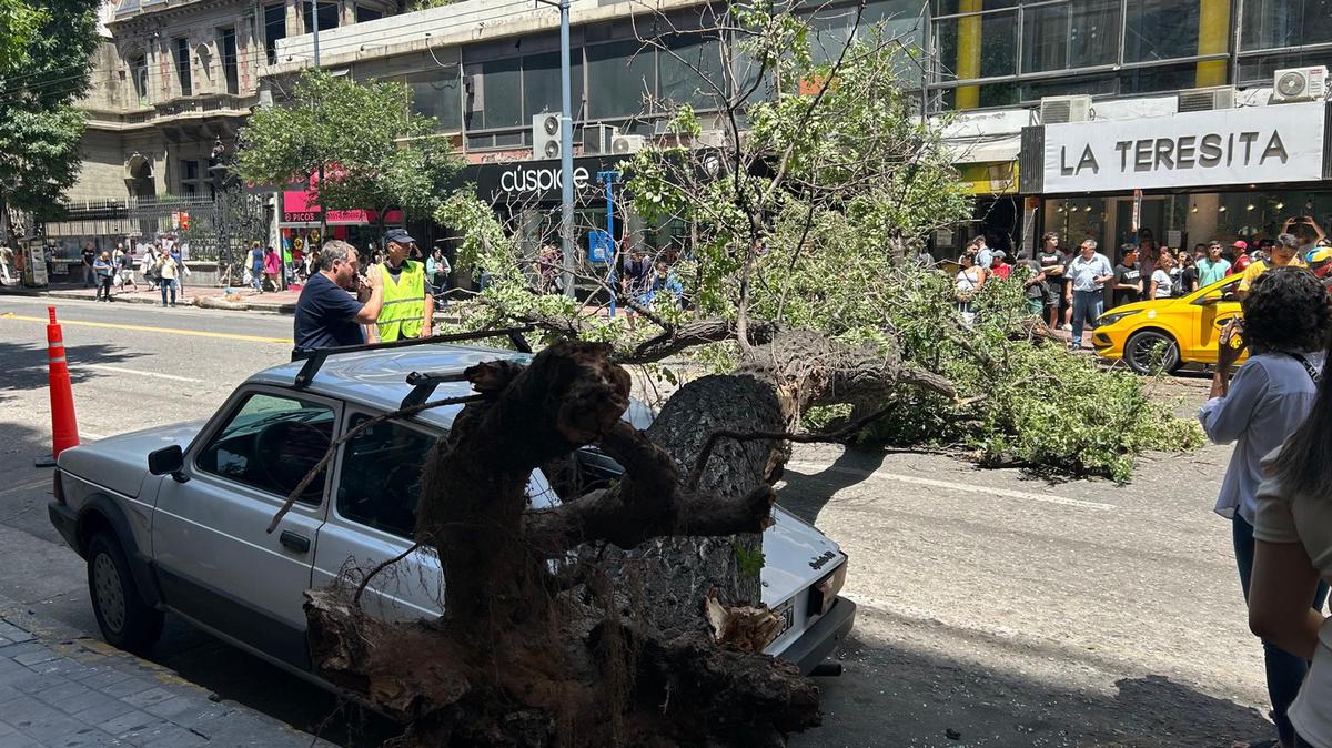 FOTO: El árbol cayó y aplastó a un transeúnte en Córdoba.