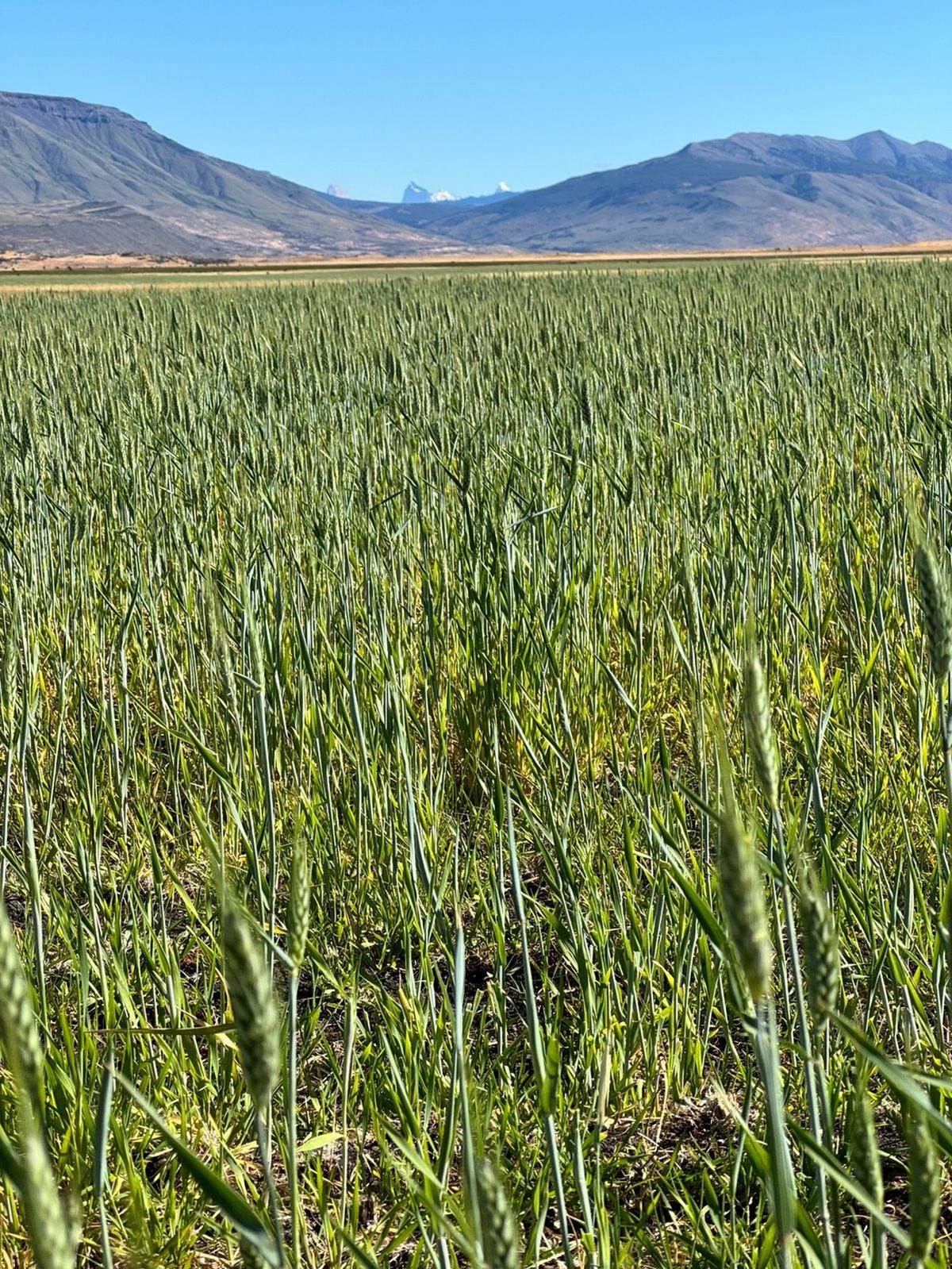 Cosecha de avena en Santa Cruz