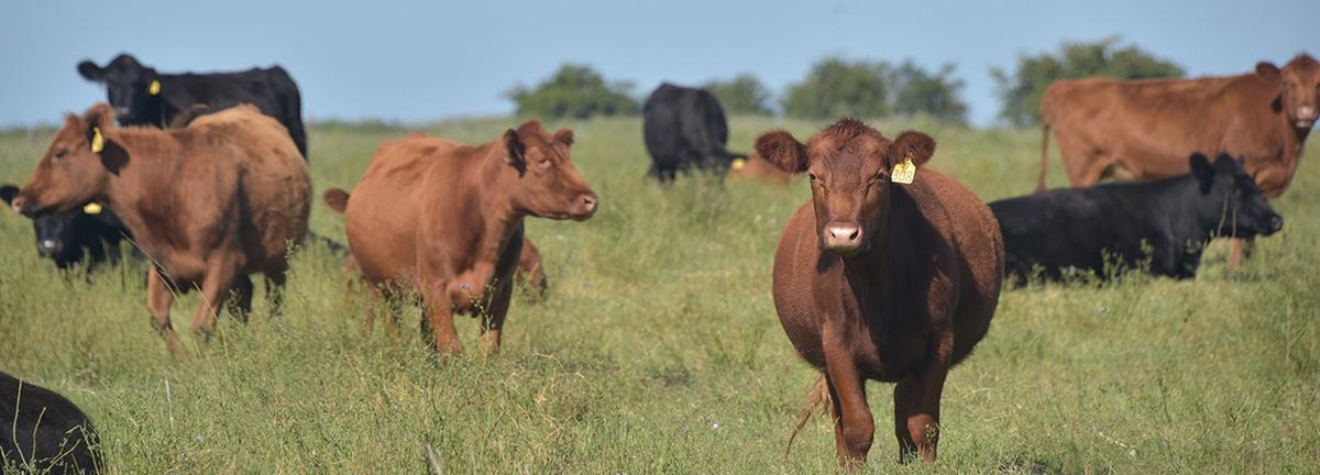 Sabor a campo. Un toque único de las carnes argentinas.