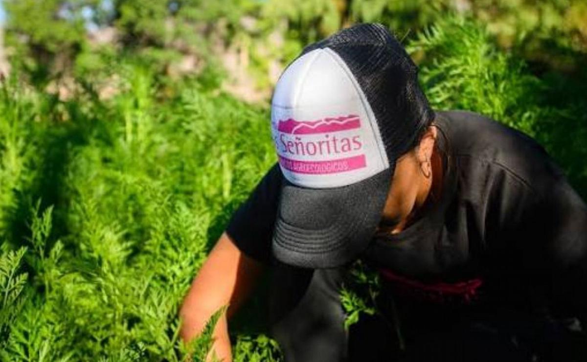 Huerta Las Señoritas.