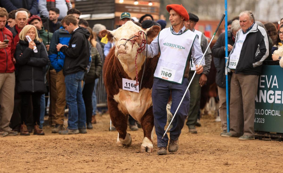 FOTO: Fundadores. Una raza con pasado y mucho futuro.