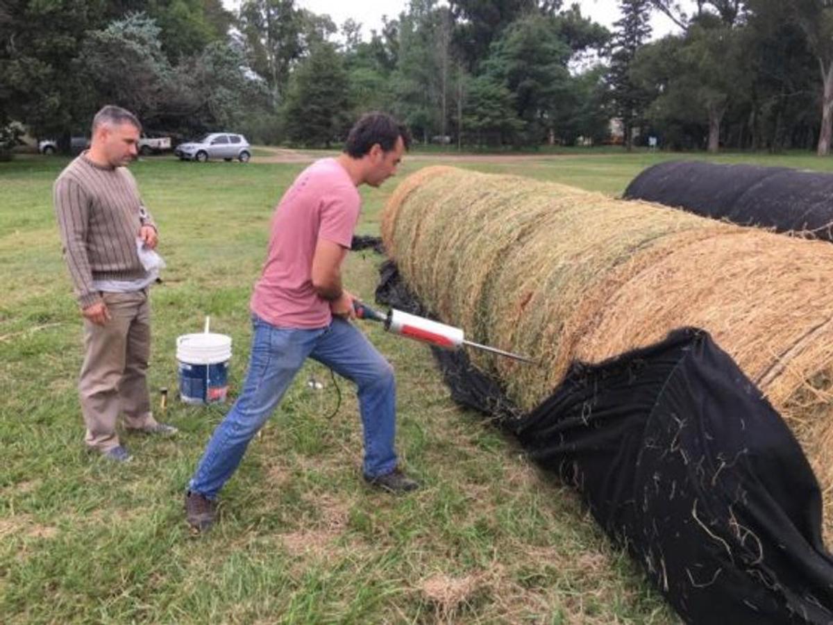 Los rollos de alfalfa tienen enorme salida en el mercado interno y el exportador.
