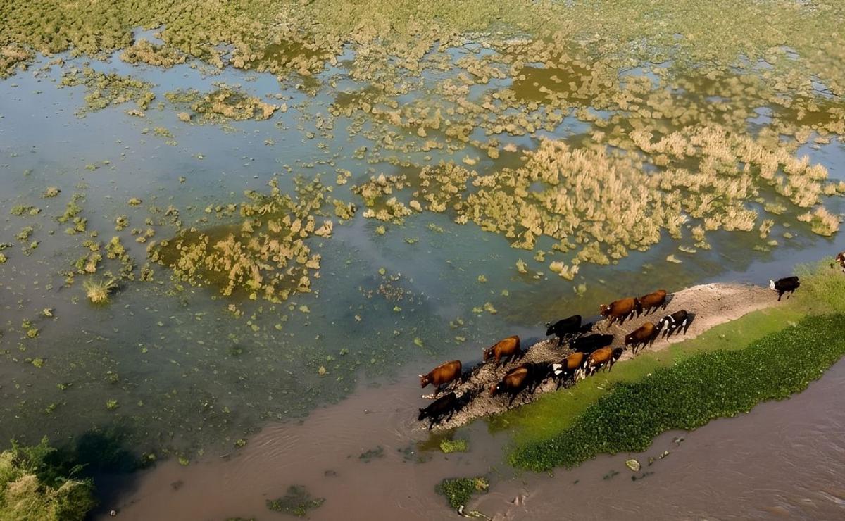 El Niño avanza con furia y genera preocupación en zonas ganaderas.