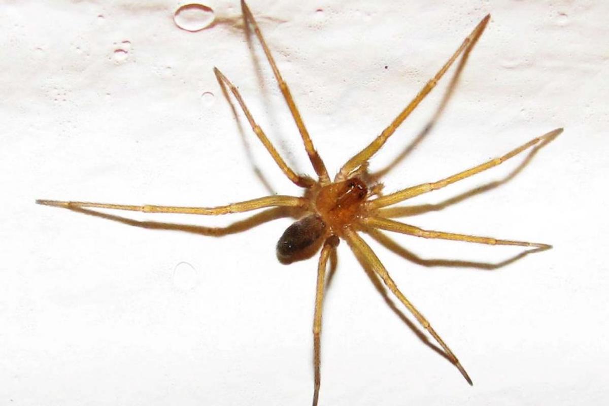 Trágica muerte de una mujer por picadura de araña en Tucumán