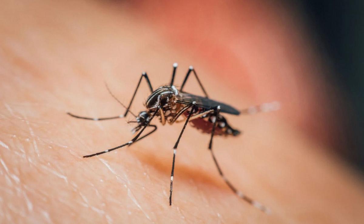 El virus Shamonda (SHAV) es un patógeno del género Orthobunyavirus.