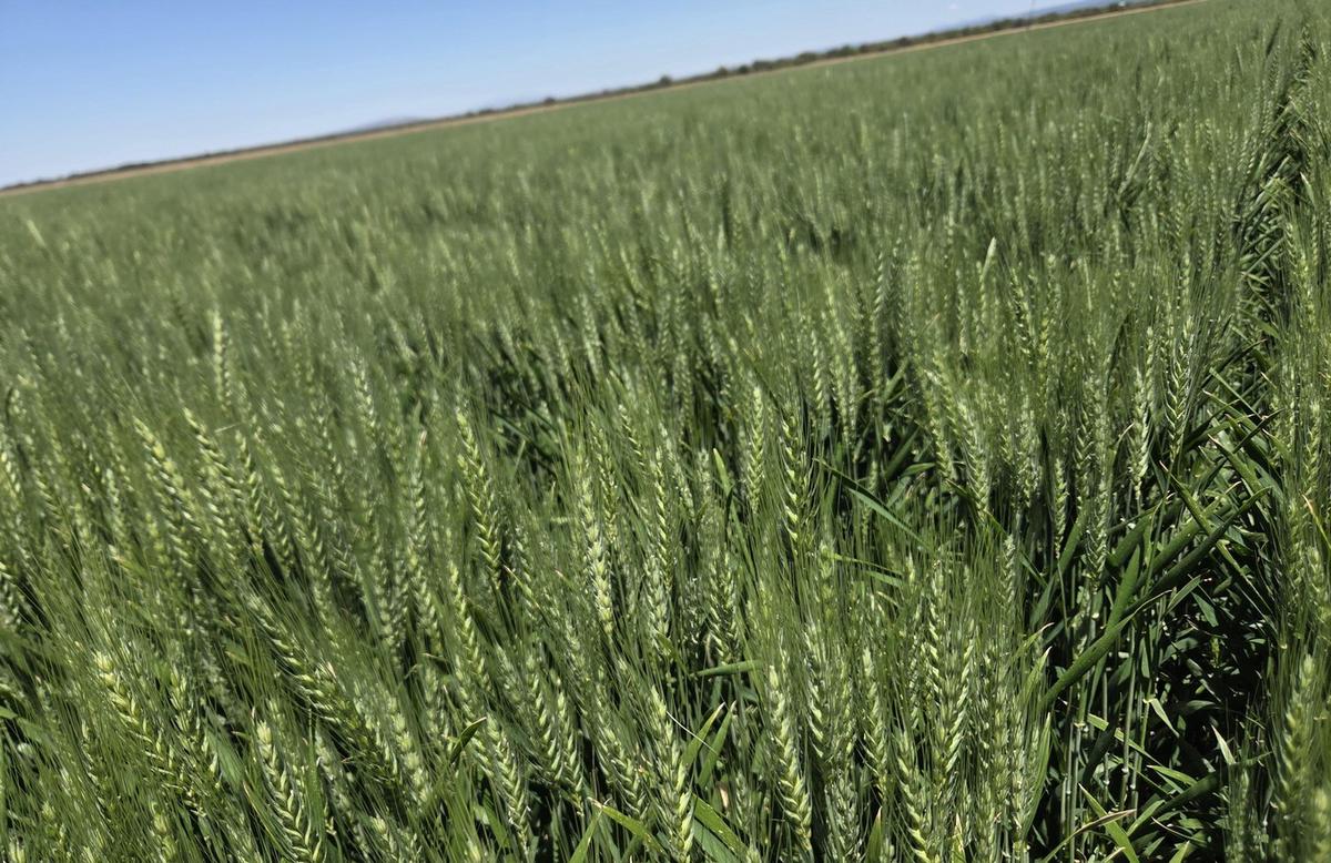 Rindes récord de trigo en San Luis 
