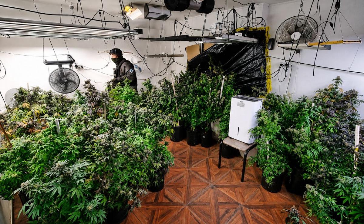 Secuestraron 217 plantas, cocaína y equipos de cultivo.