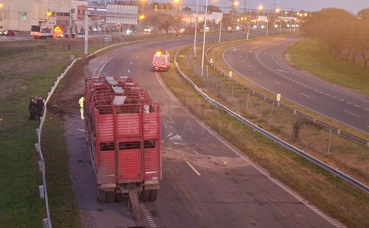 Un camión jaula que transportaba vacas volcó durante la noche.