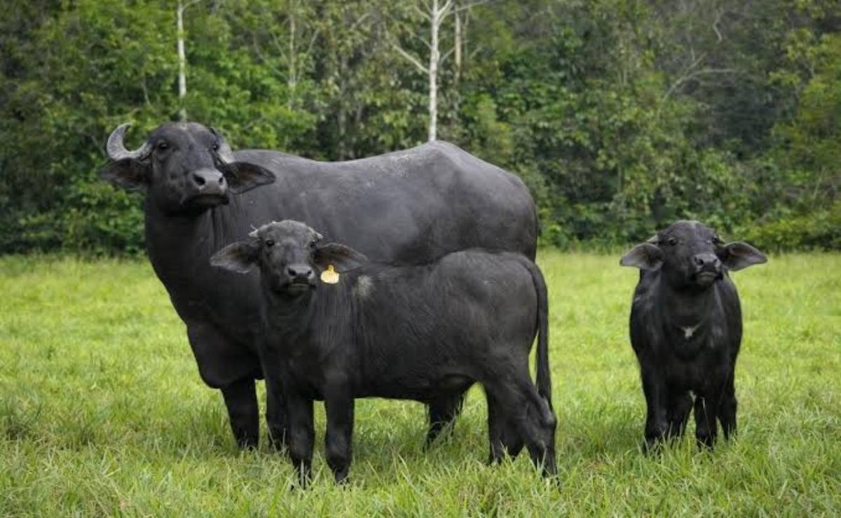 Carne de búfalo en Santa Fe.