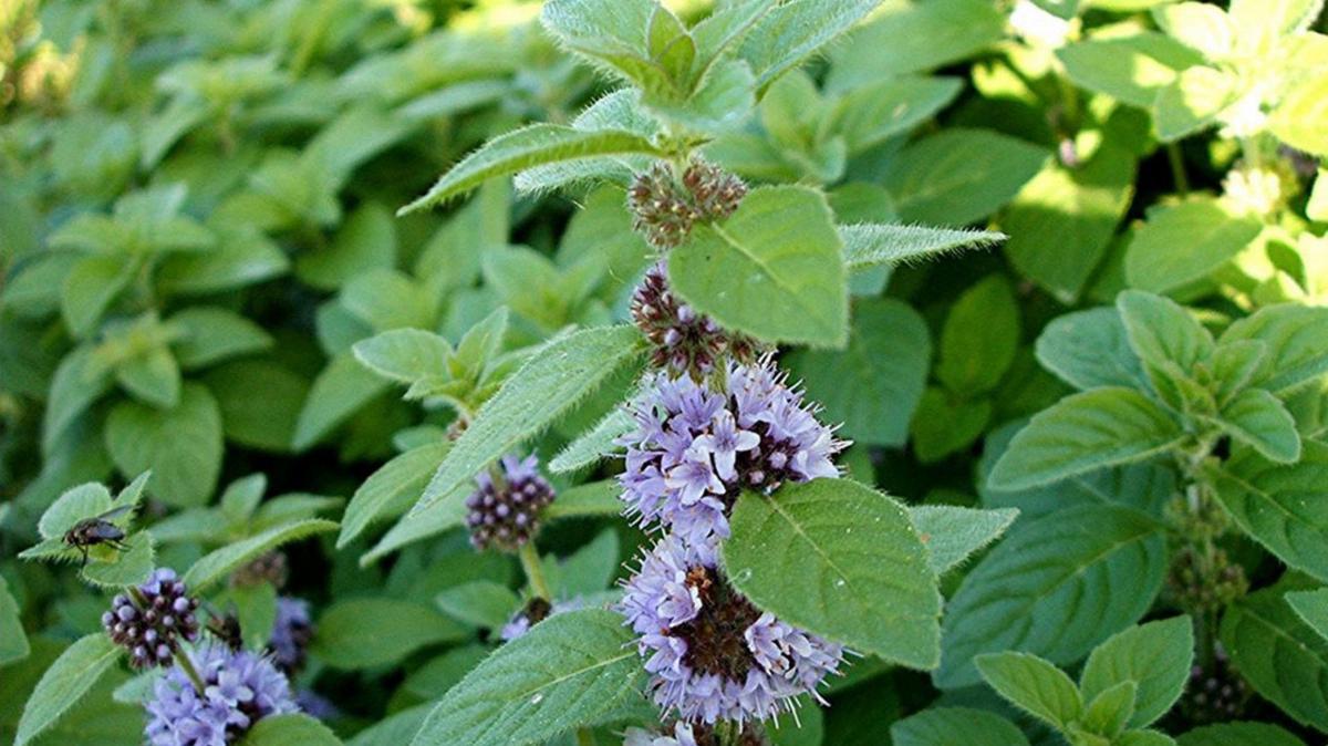 Premio a la asociatividad para la industria 2024: conservación de la peperina