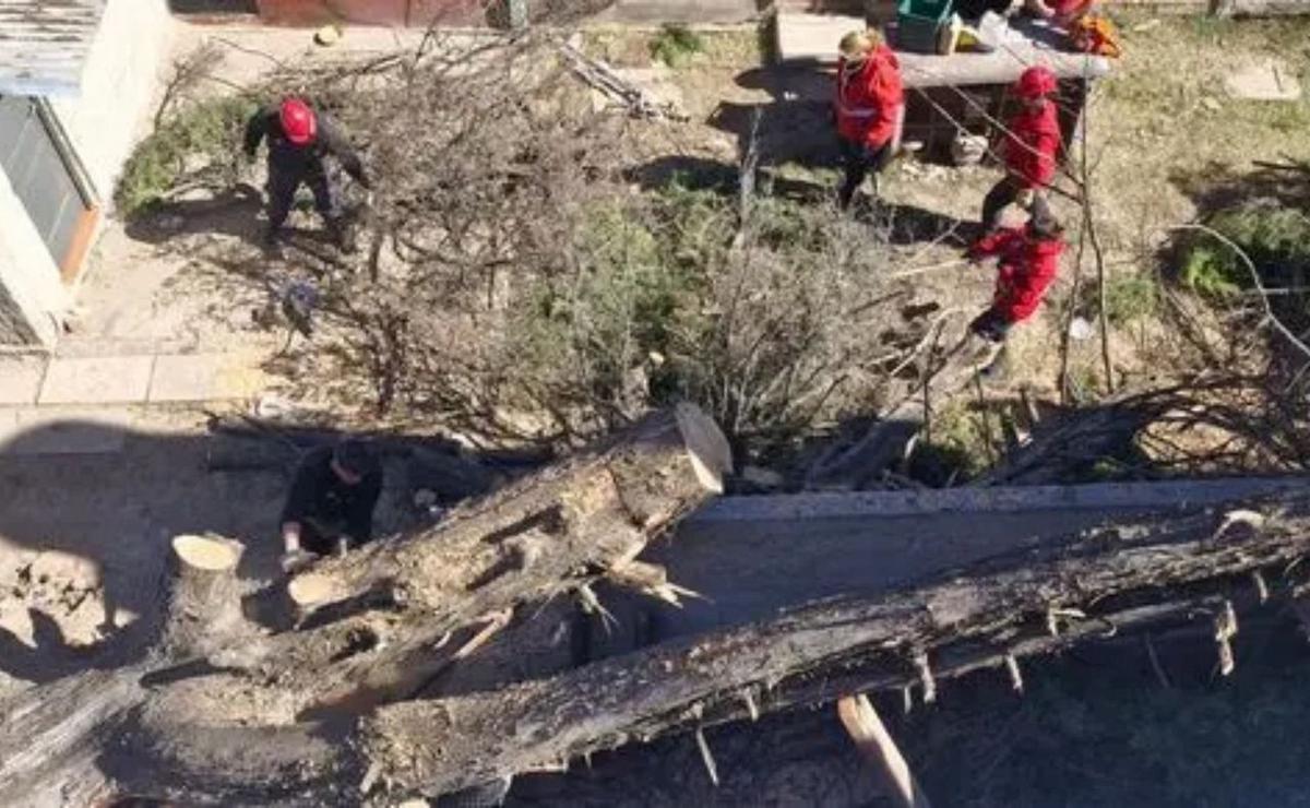 Fuertes vientos en Córdoba: más de 1.200 llamados, árboles caídos y cortes de luz.