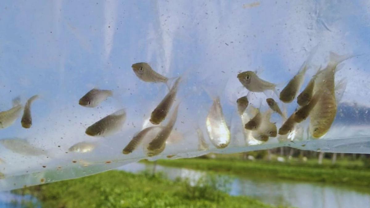 El impacto del ruido en la vida marina de los arrecifes brasileños