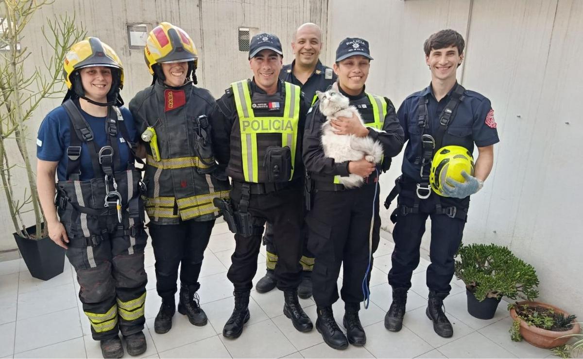 Bomberos rosarinos rescataron a una gata atrapada en un patio interno.