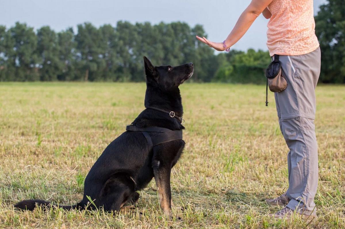 Es clave que el perro reconozca a una persona como su amo o autoridad.