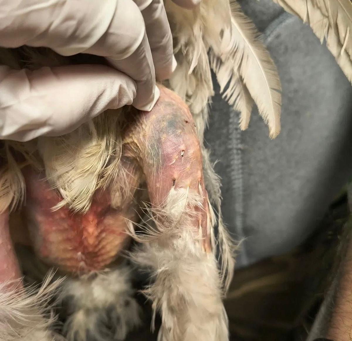 Las fotos del maltrato a la gallina