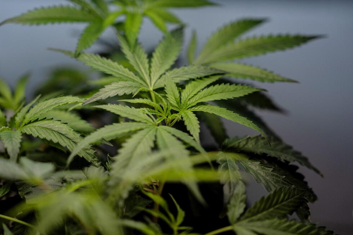Aumentan los casos de náuseas entre consumidores crónicos de marihuana en EE. UU.