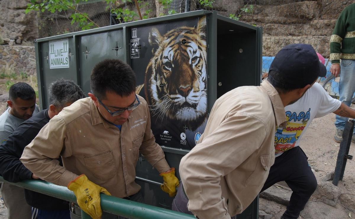 FOTO: Operativo en Mendoza para trasladar a Lucy a Estados Unidos. (Foto: Gob. de Mendoza)