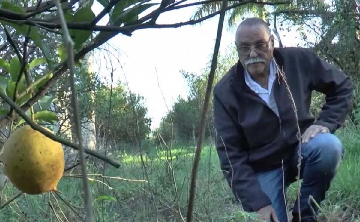 Productor citrícola de Misiones enfrenta crisis de demanda y bajos ingresos