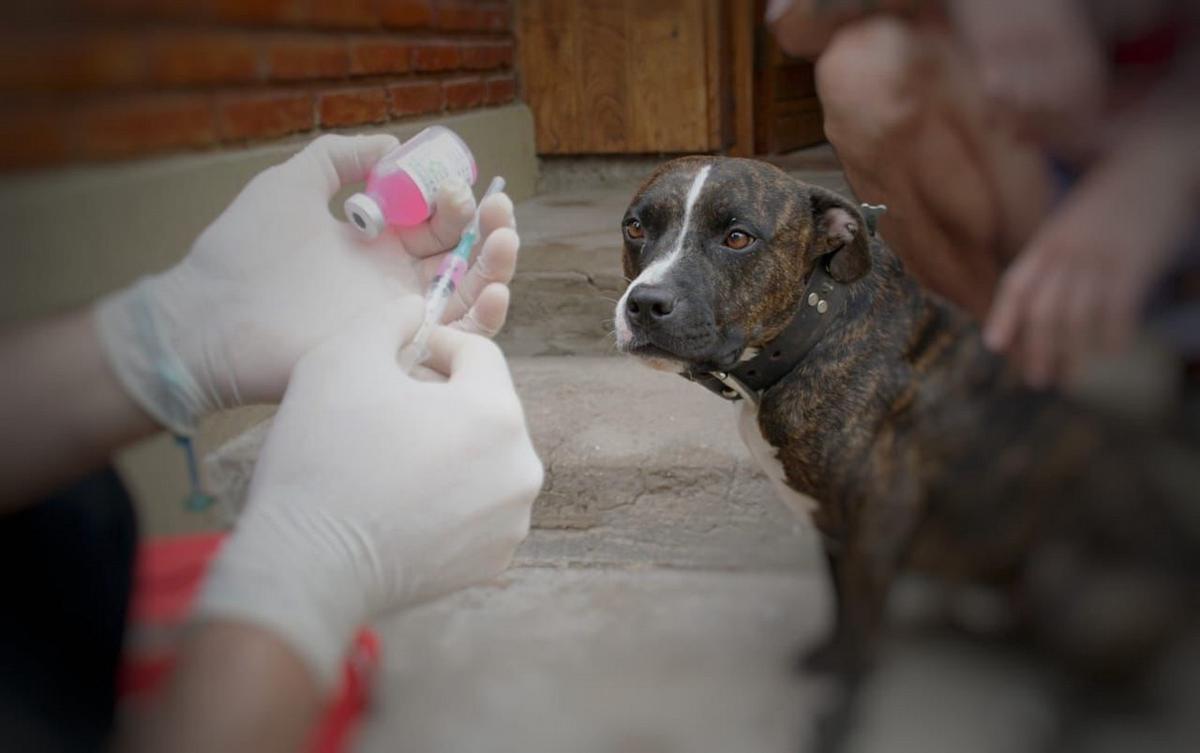 Inició la jornada de vacunación gratuita por el Día Mundial de la Rabia