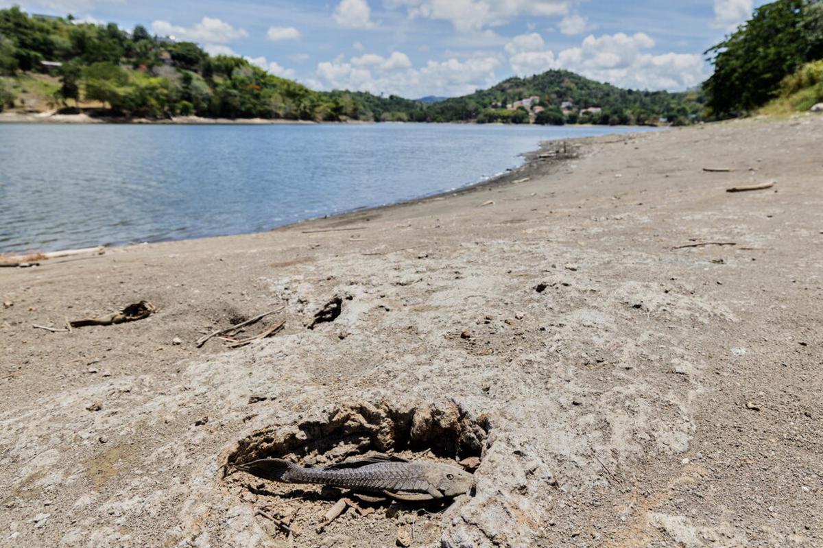 EEUU declara desastre por sequía en varias partes de Puerto Rico; persisten las condiciones secas