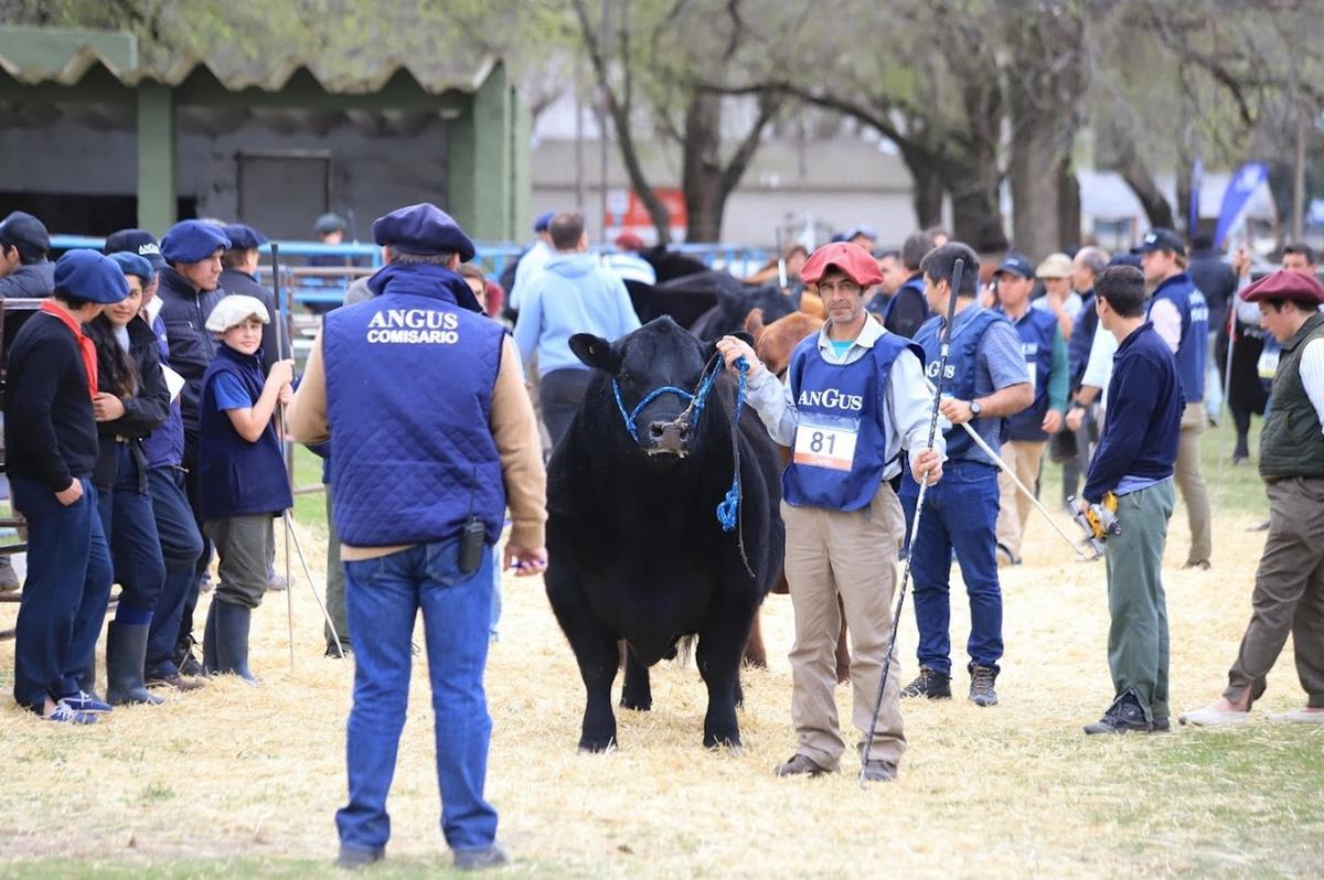 Paso a paso. La raza consolida su presencia en Argentina. 