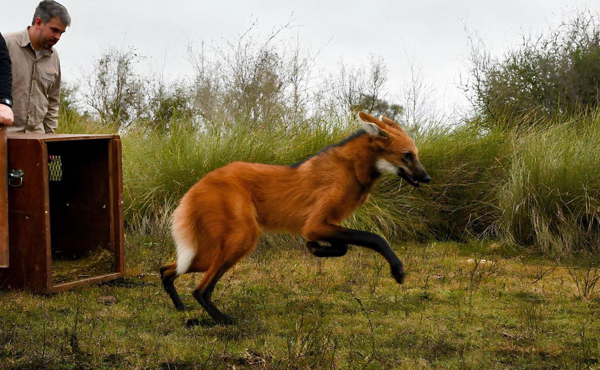 El animal fue asistido por equipos del Ministerio de Ambiente y Cambio Climático