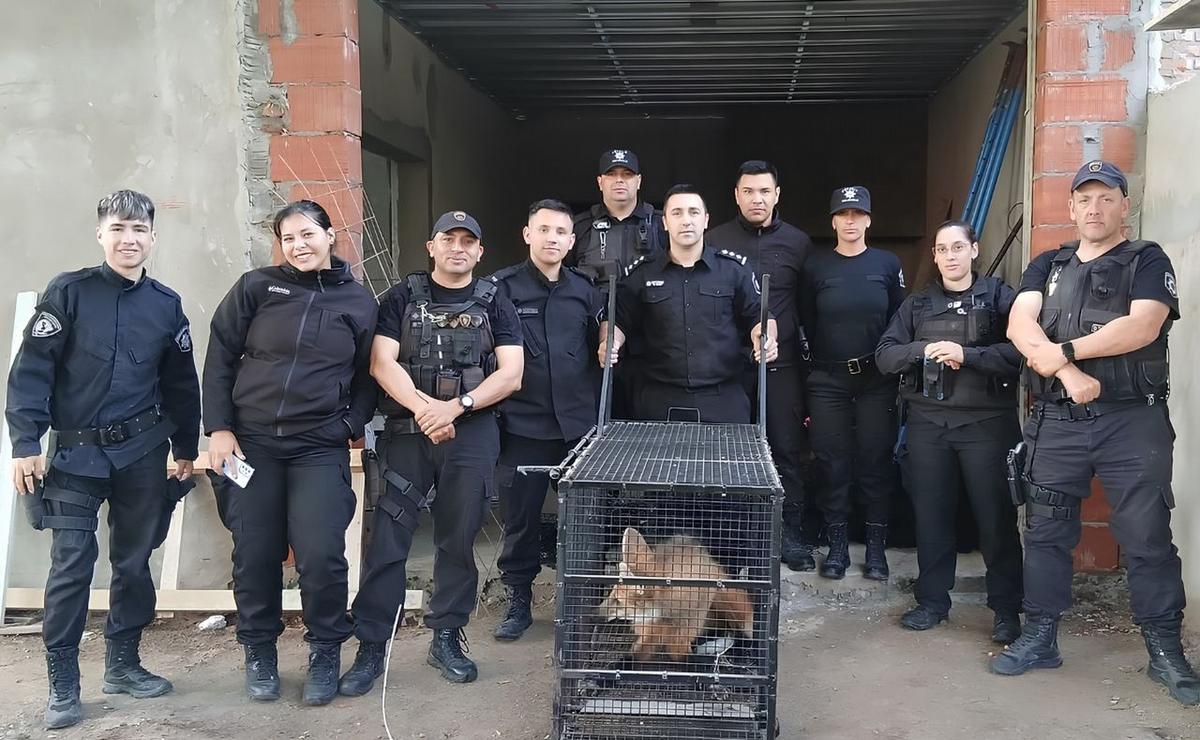 Personal de la Brigada Ecológica logró poner al ejemplar a resguardo.