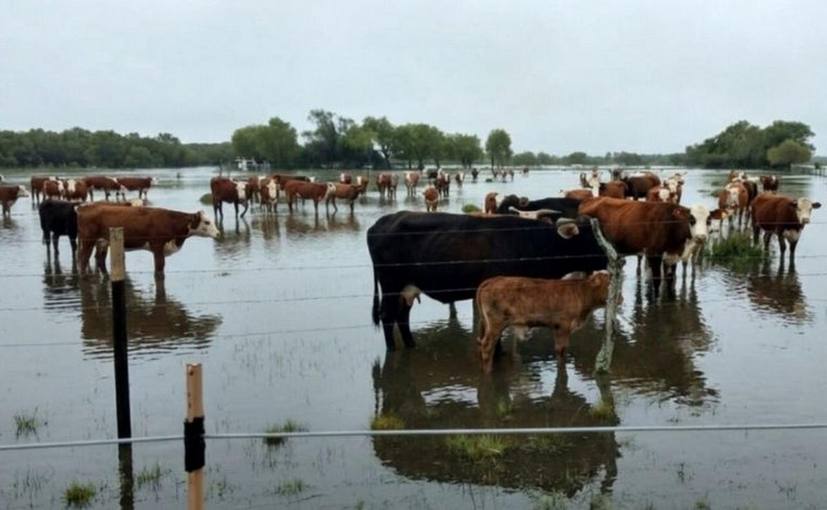 Productores evacúan 25 mil animales ante el pico del río Paraná.