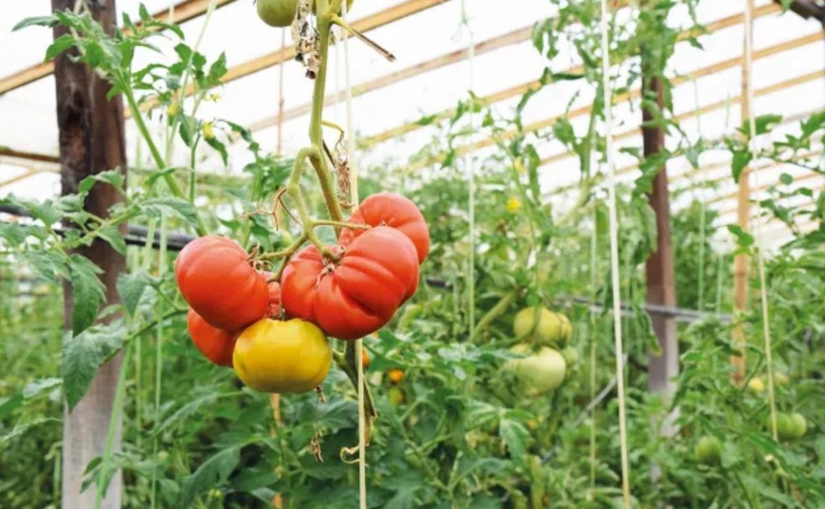 De ser productor en Europa a cultivar tomates. (Ilustrativa)