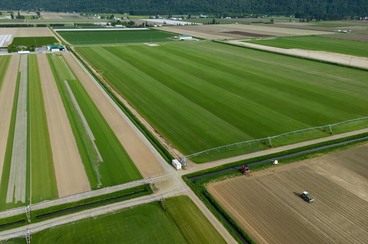 Las canchas del Mundial son fruto de años de ingeniería para hallar el césped ideal