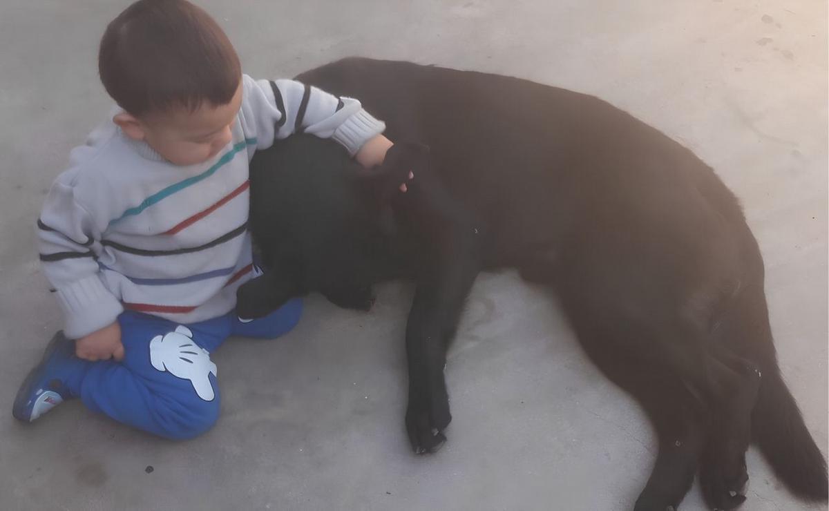Rocco, el perro de ocho años baleado en la cabeza.