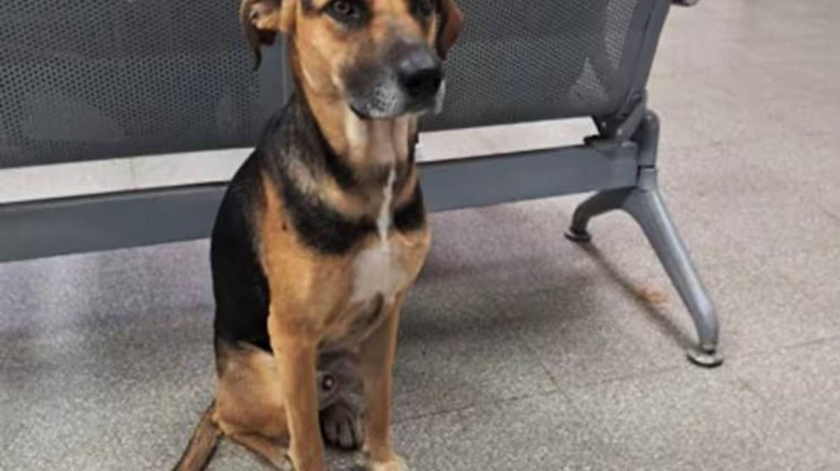 Un perro fiel espera y encuentra su hogar