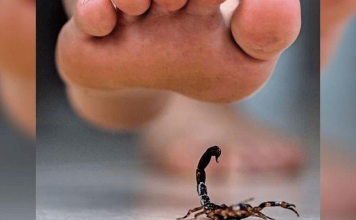 Picadura de alacrán: ¿qué hacer para no entrar en pánico y salvar una vida?