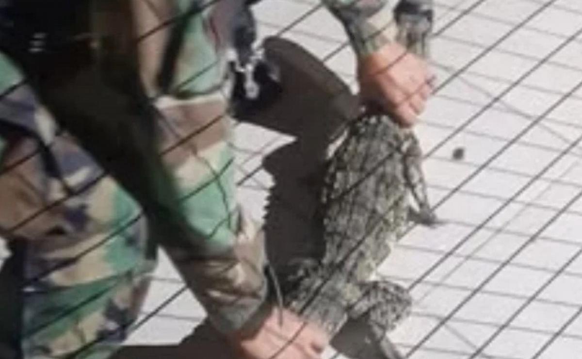 Encontraron un yacaré en una casa. (Foto:Gentileza)