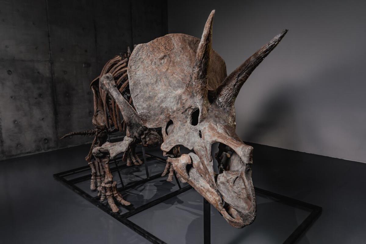Esqueleto de triceratops será subastado, indicio de que crece mercado de dinosaurios