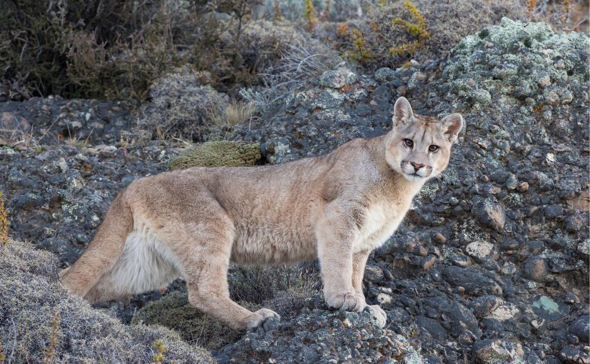 Crece la población de pumas en la Patagonia.