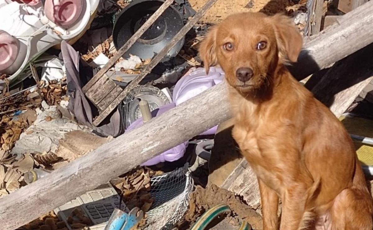 Actuaciones de la Oficina de Protección Animal.