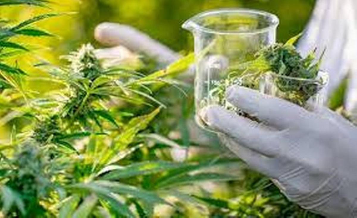 Mendoza lidera el uso de cannabis en mascotas
