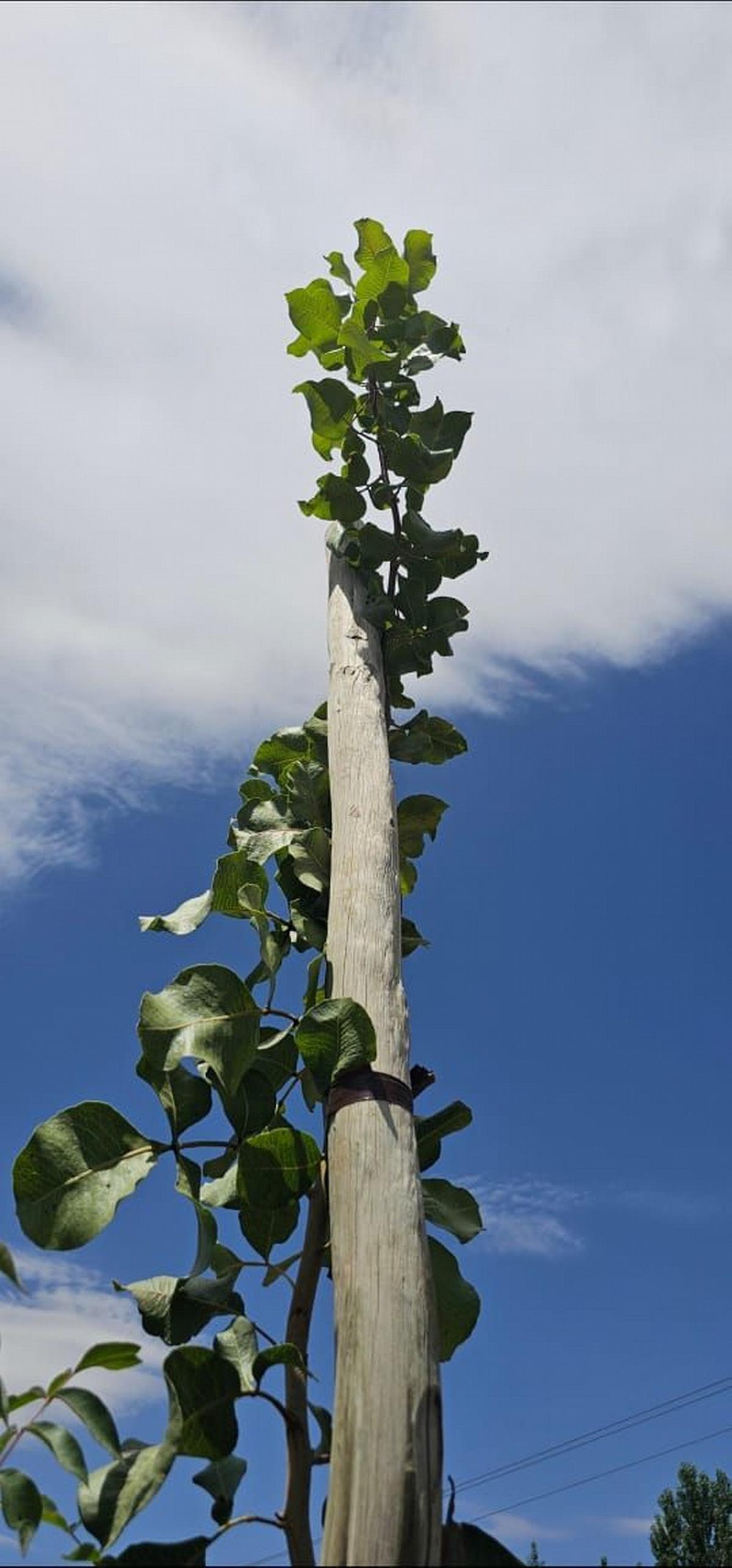 Pistacho en San Juan 