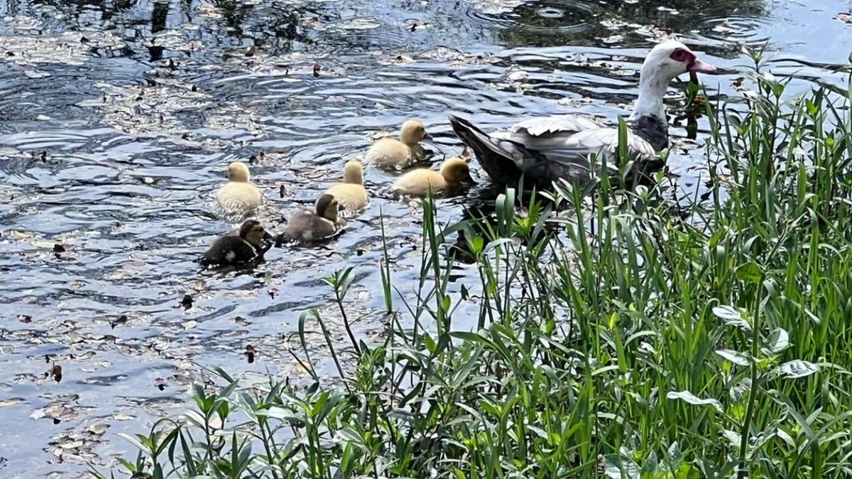 FOTO: Los patitos del Parque 9 de Julio de Tucumán