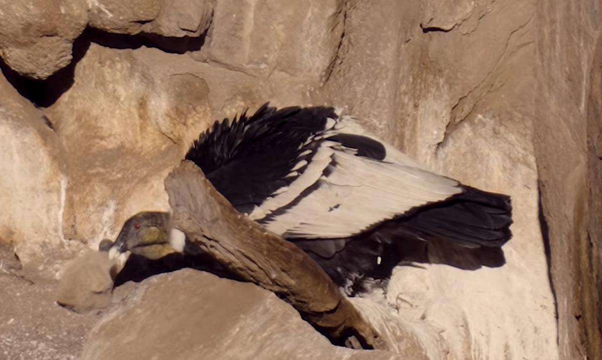 La pichona Suyai, protegida en el nido donde nació (captura de video).