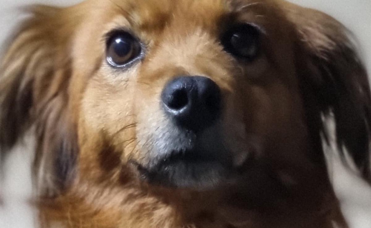 Ashley, la perrita que salvó a una nena de 3 años.